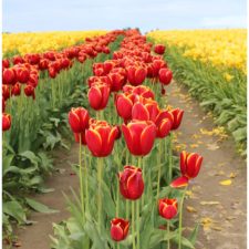 A Sensational Spring Flower Display in Seattle