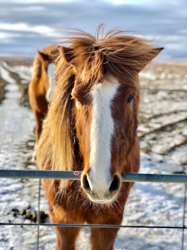 Icelandic horses