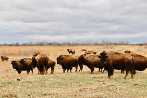 trip to Nebraska