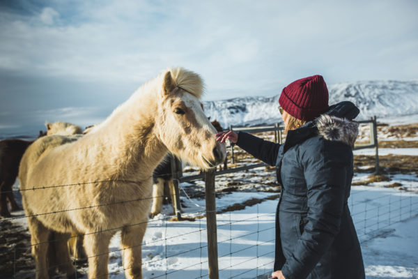 Icelandic Horse