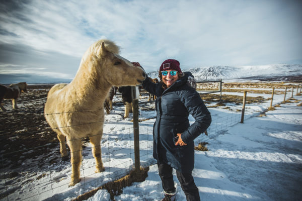 Icelandic Horse