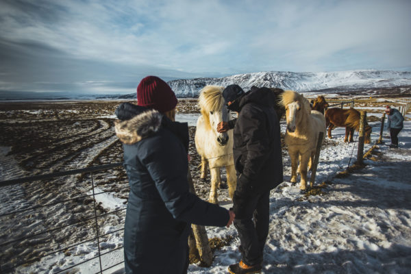 Icelandic horse