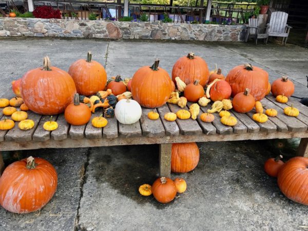 visit to the pumpkin patch