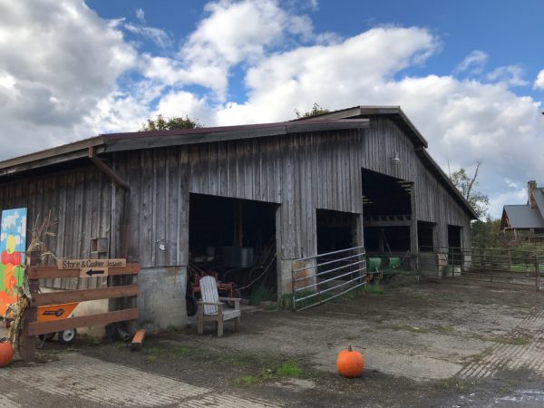 visit to the pumpkin patch