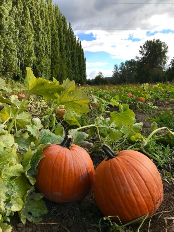 visit to the pumpkin patch