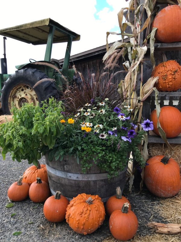 visit to the pumpkin patch