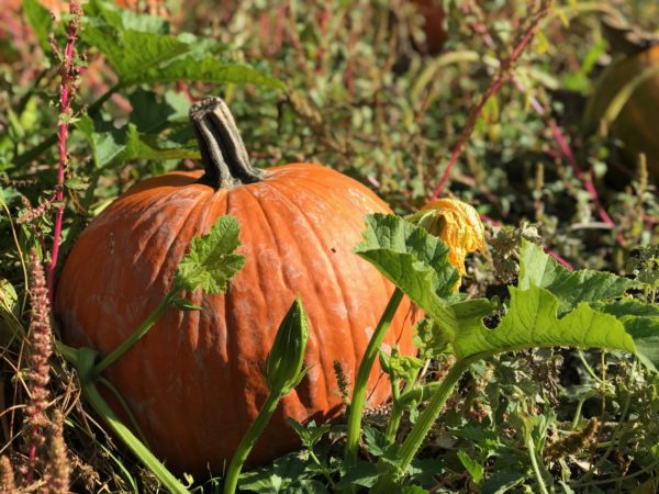 visit to the pumpkin patch