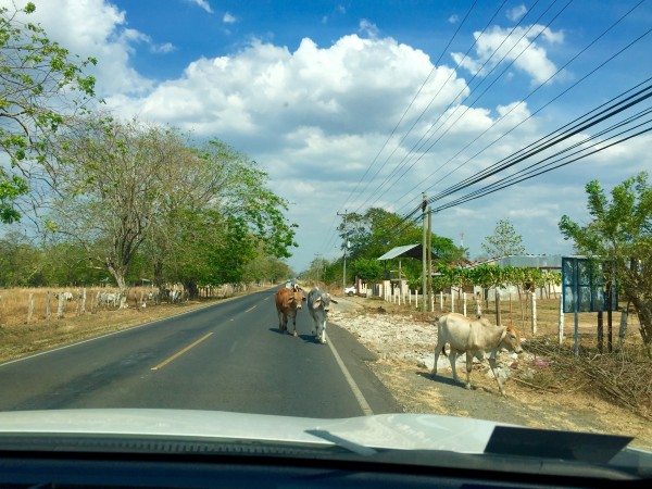 Rural Costa Rica, lazy cows walking across the road