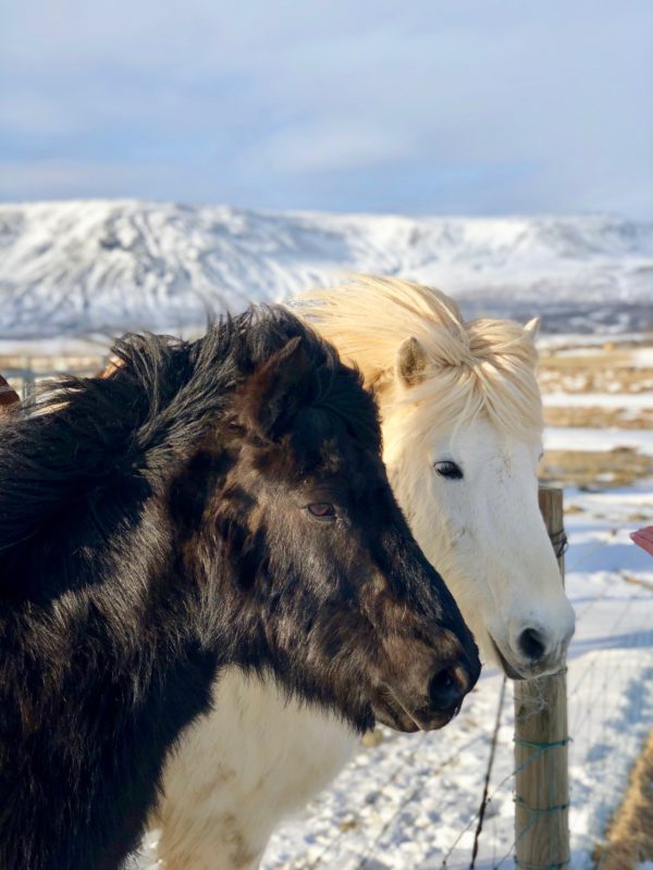 Icelandic Horse