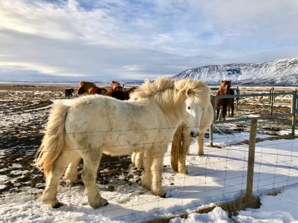 Icelandic horses