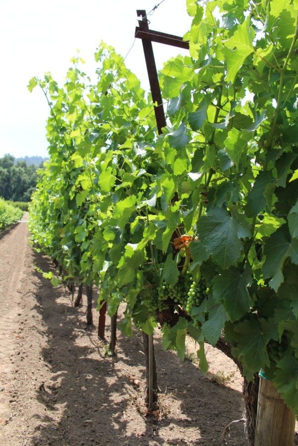 green grapes on the vine, Napa Valley