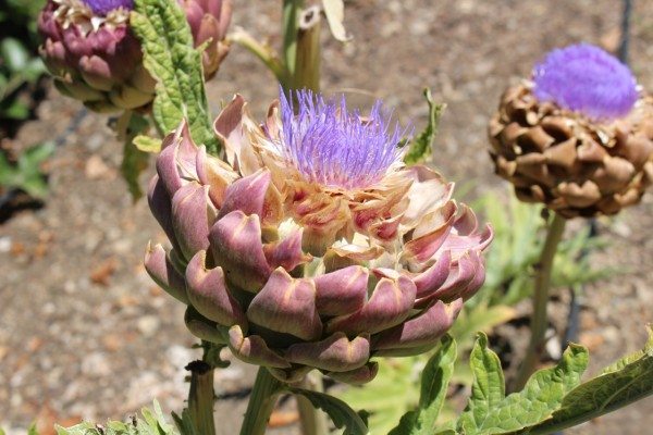 Flowering artichoke