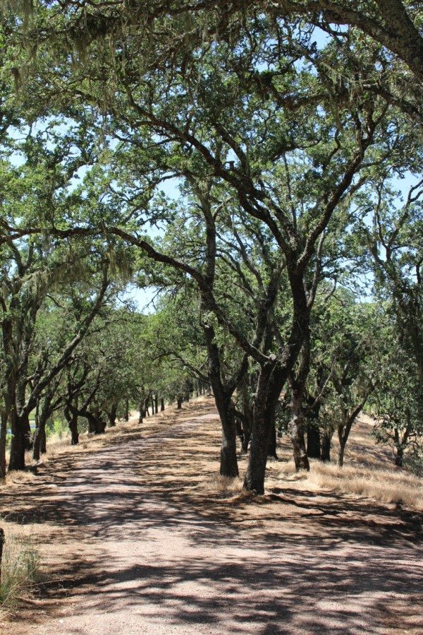 A grove of oak trees