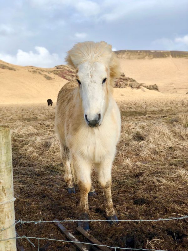 Icelandic horse