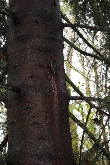 red breasted sap sucker in Seattle