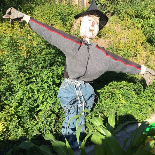 A scarecrow in a vegetable garden