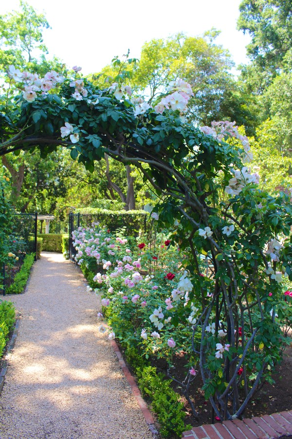 arch of roses