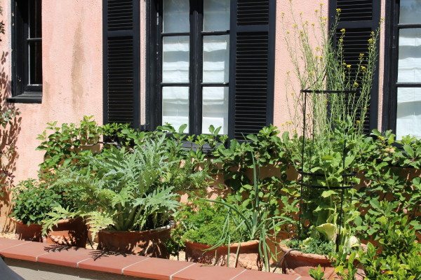 kitchen garden