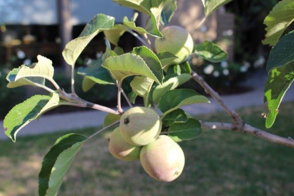 apples growing on the tree