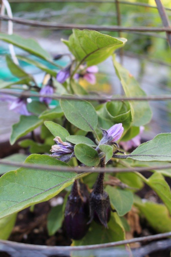 budding eggplants in the vegetable garden