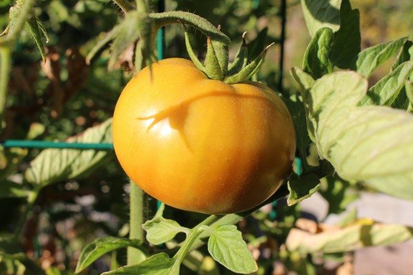 Yellow tomato in the garden