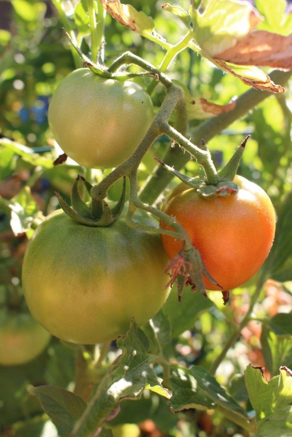 Homegrown tomatoes on the vine