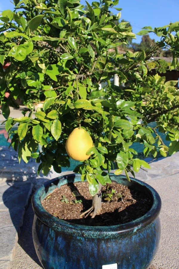 grapefruit on the tree