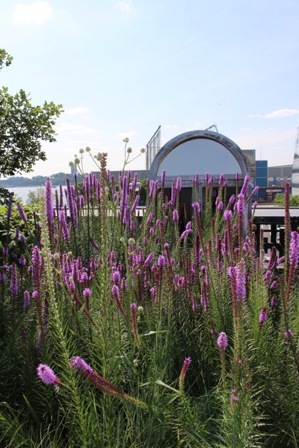 A visit along The High Line