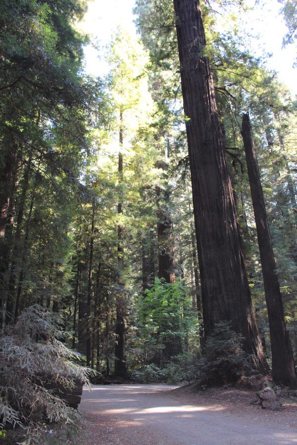 photo Friday - Redwood Forest, CA