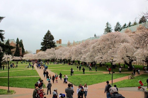 Cherry Trees at the University of Washington