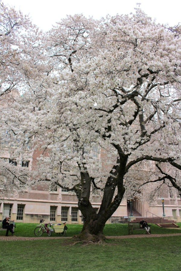 standing under the blooming cherry trees at UW