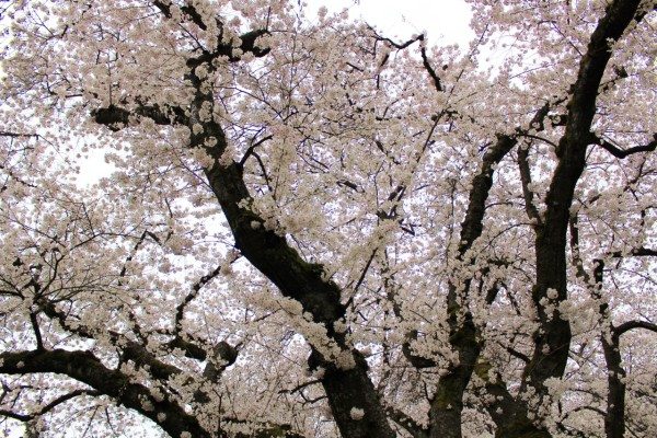 cherry trees at the University of Washington