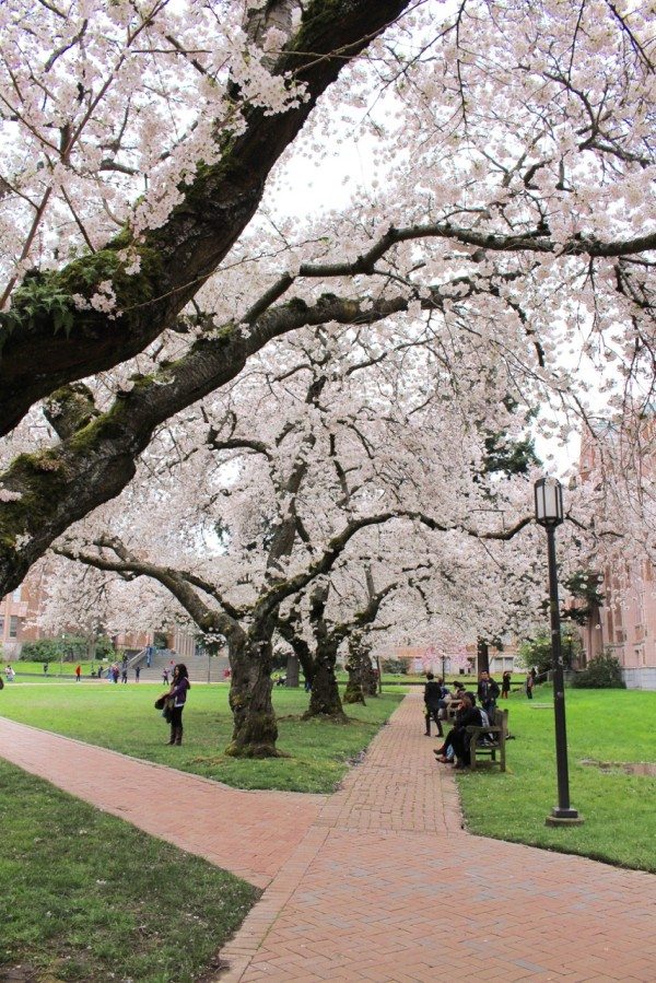 cherry trees at the University of Washington