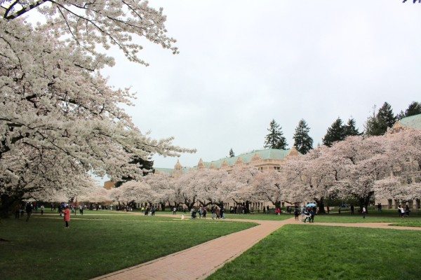 cherry trees at the University of Washington