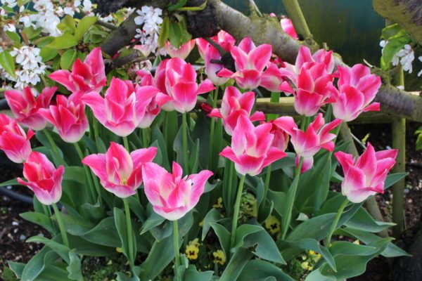 spectacular tulip display