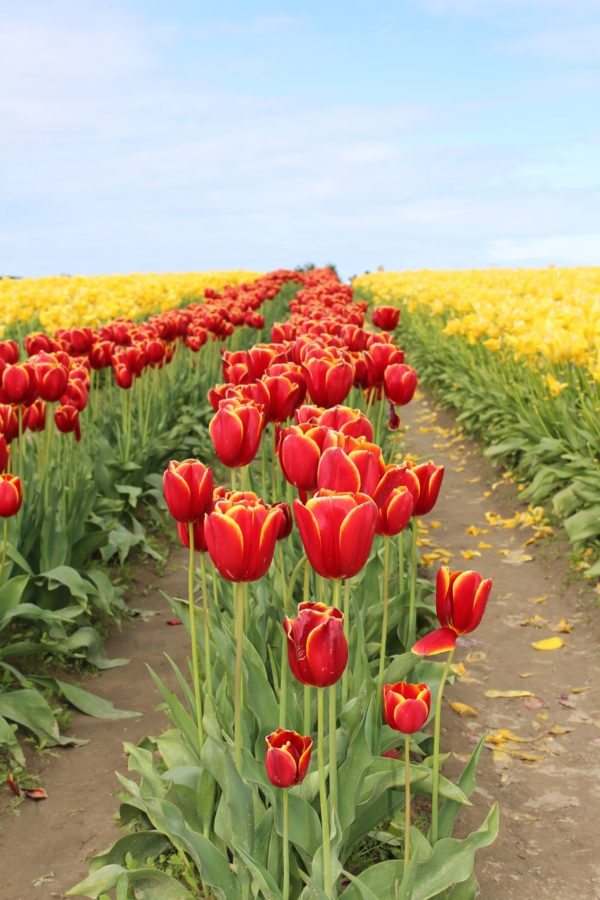 spring flower display