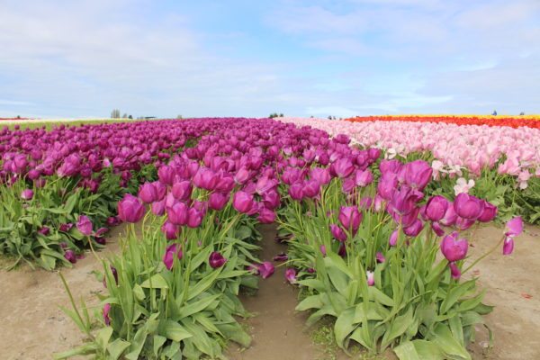 spring flower display