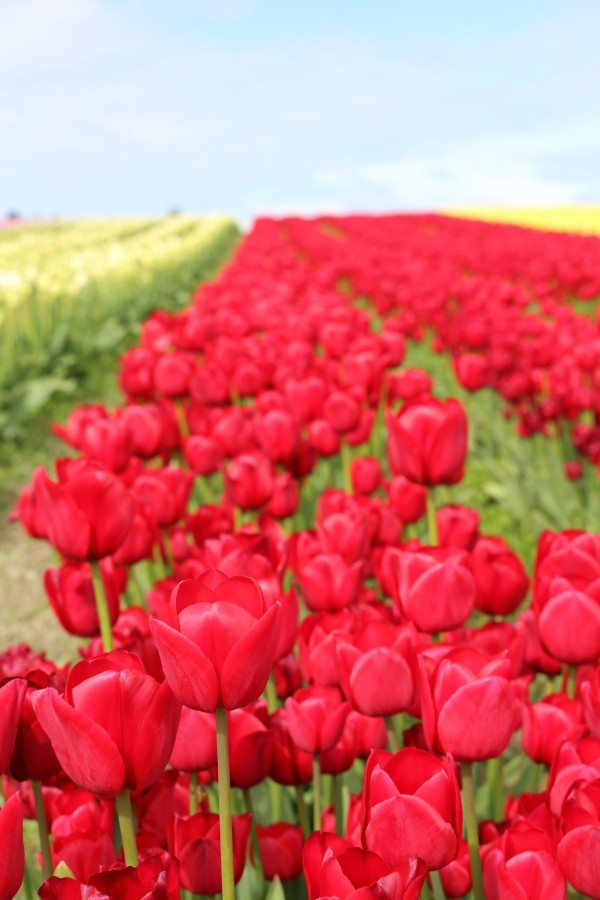 tulip fields in Washington