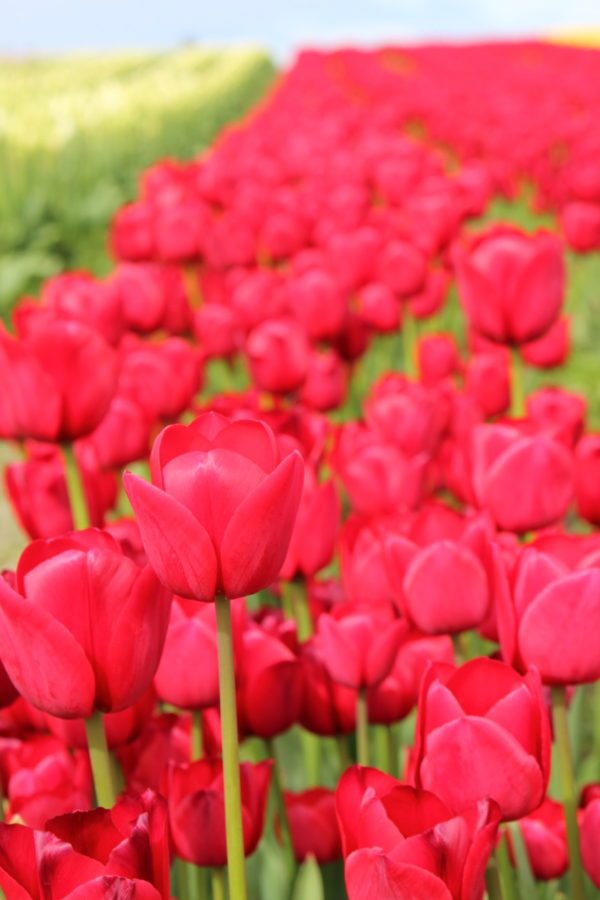 spring flower display