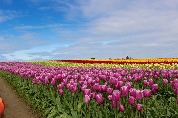 tulip fields in Washington
