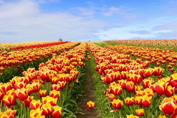 tulip fields in Washington