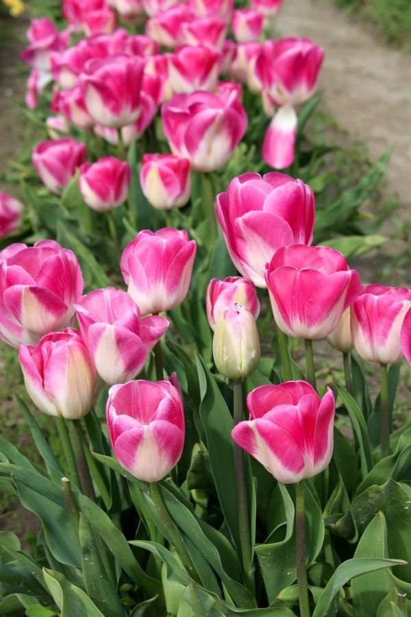 tulip fields in Washington