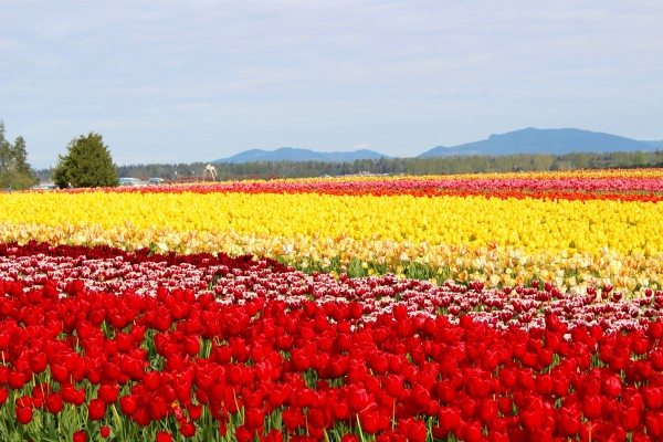 tulip fields in Washington
