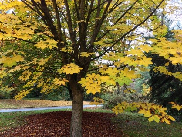 tree with yellow leaves