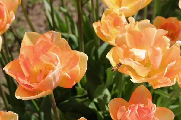 tulip fields in Washington