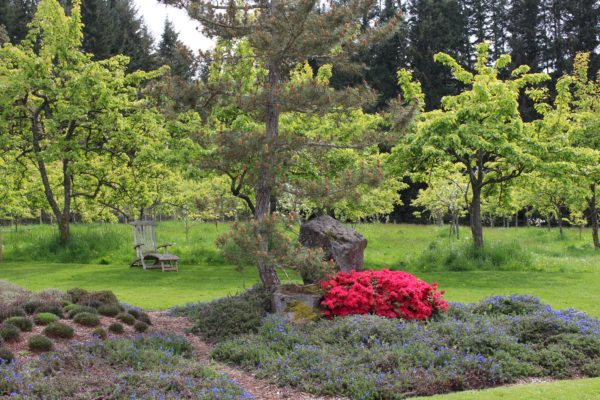 Nashi Orchards Vashon Island