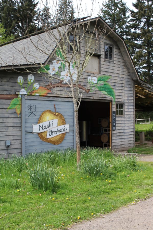 Nashi Orchards on Vashon Island