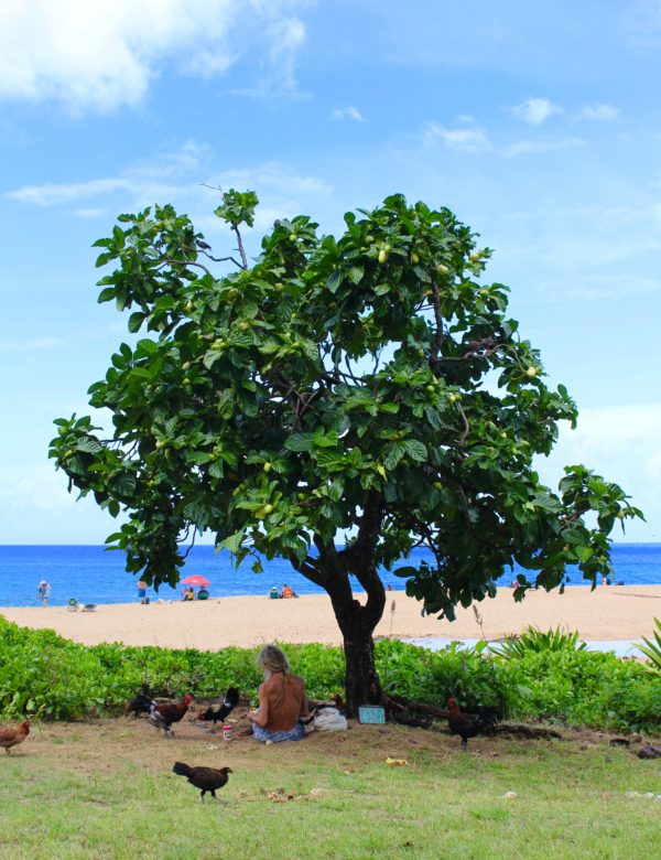 day trip in kauai