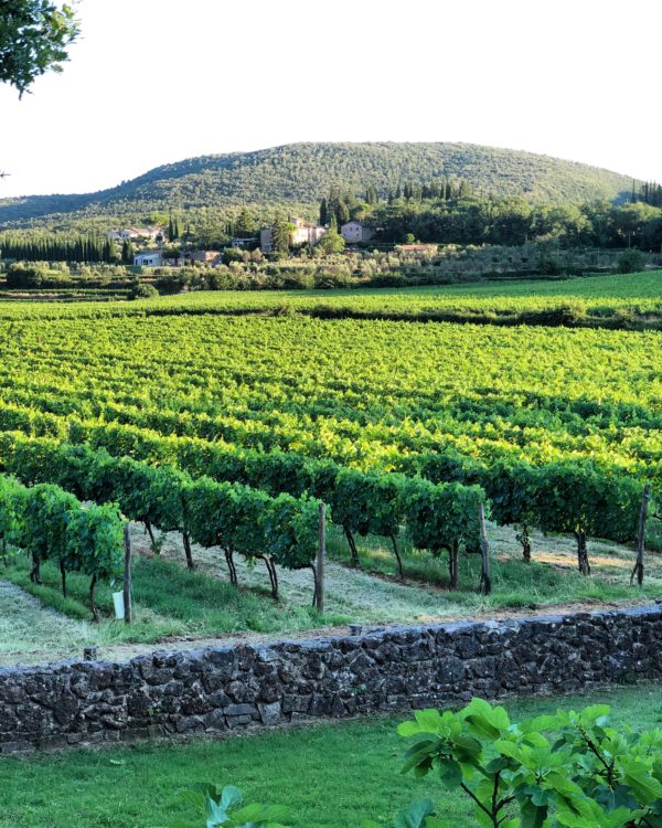 OUr vineyard on our trip to Tuscany