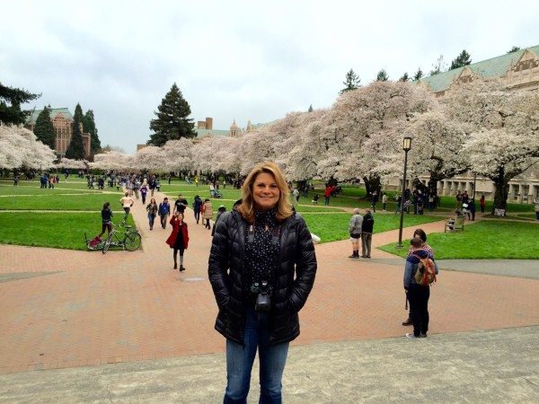 Cherry Trees at the University of Washington